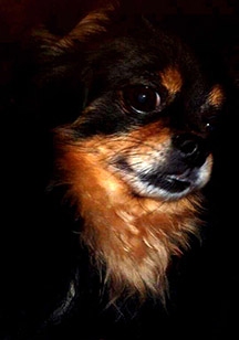 Close-up of black and tan long-haired dog