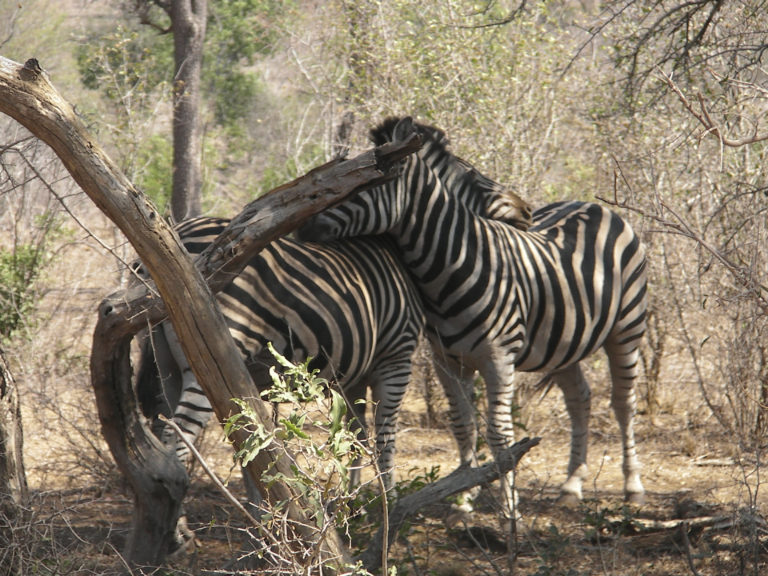 Two zebras nuzzling by a dry tree