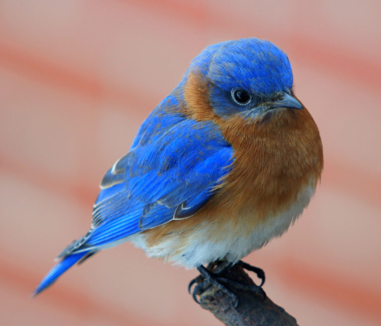 Eastern bluebird close-up perched on branch