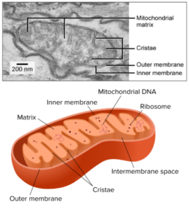 Mitochondria Jooin.com