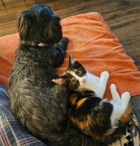 Dog and kitten on couch.